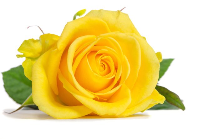 Yellow rose isolated on white background