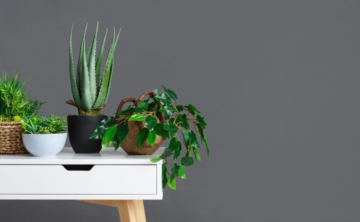 Stylish interior with different houseplants on table over grey wall, copy space