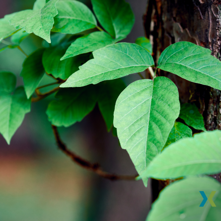 poison ivy oak and sumac